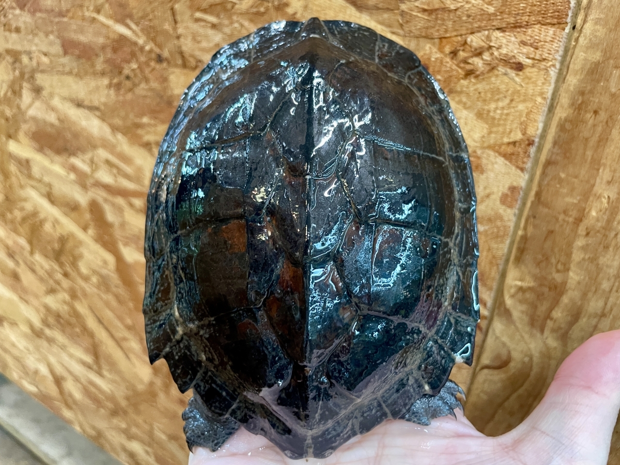 ホオジロクロガメ(2)