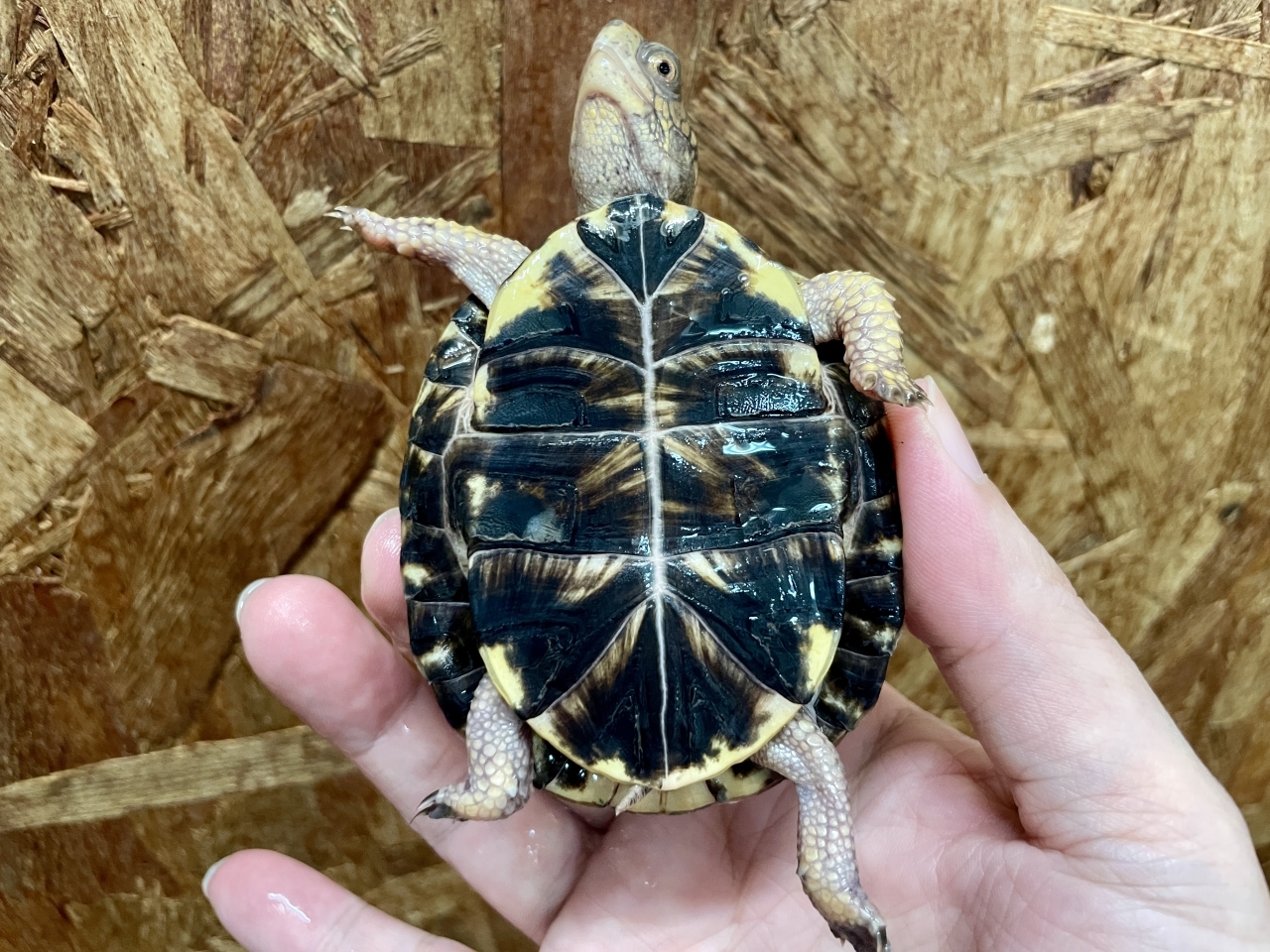 トウブハコガメ(5)