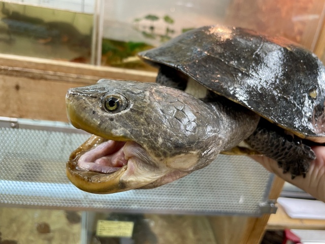 ウェルムスカエルガメ