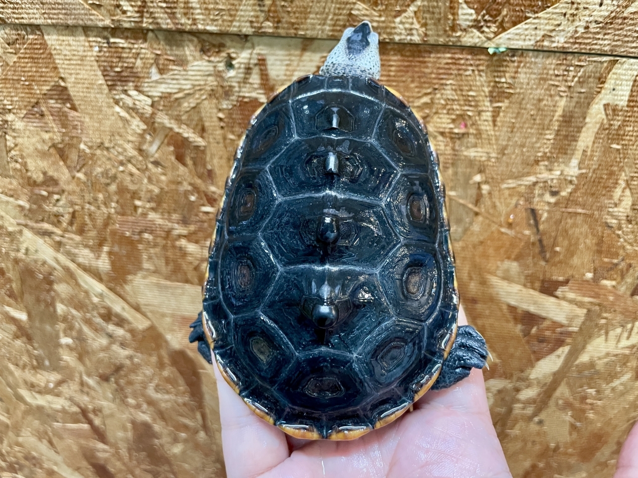 テキサスダイヤモンドバックテラピン(4)