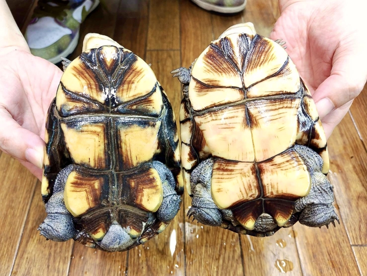 ウスグロハコヨコクビガメ(3)