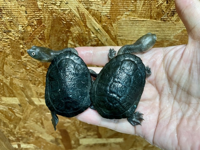 マッコードナガクビガメ（完品）