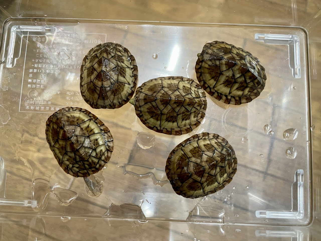 オオアタマヒメニオイガメ(1)