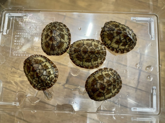 オオアタマヒメニオイガメ