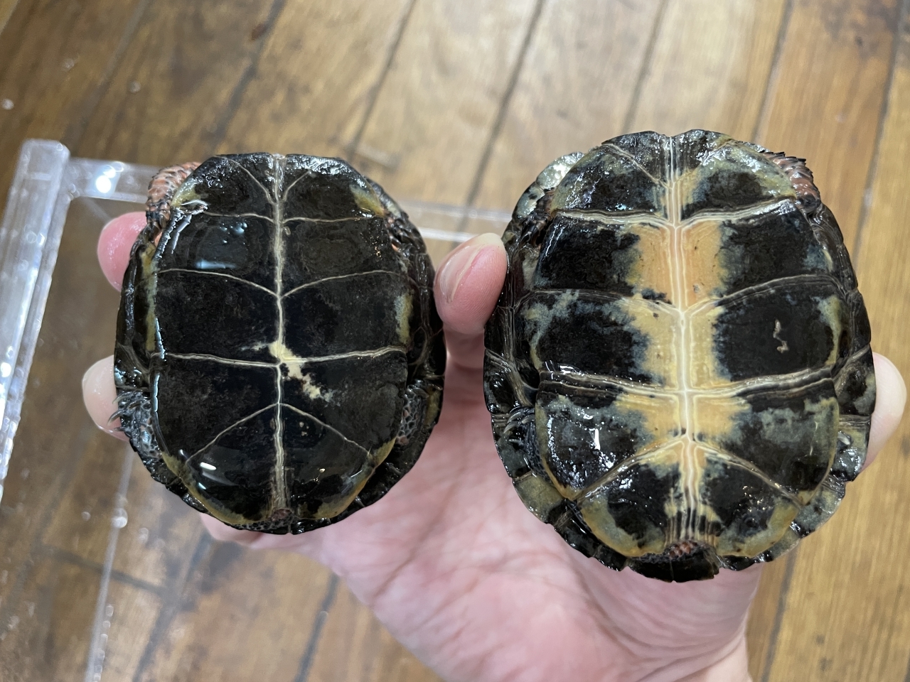 キボシイシガメ(3)