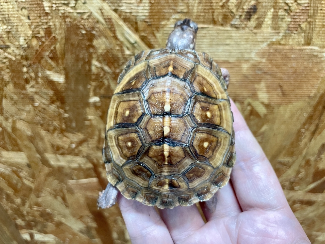 トウブハコガメ（No.B）(3)