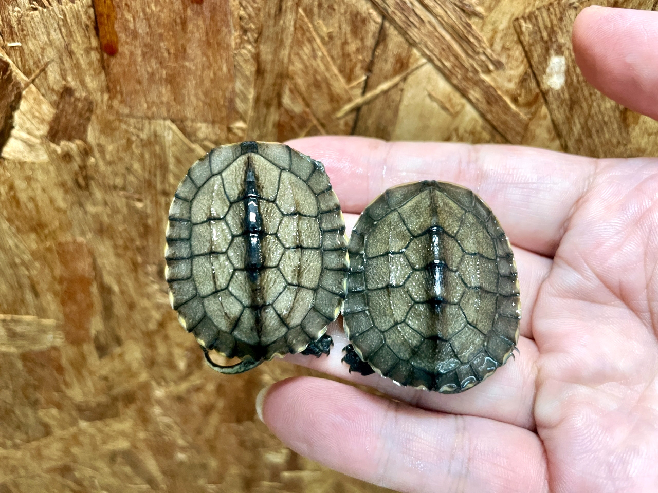 ミナミイシガメ(2)