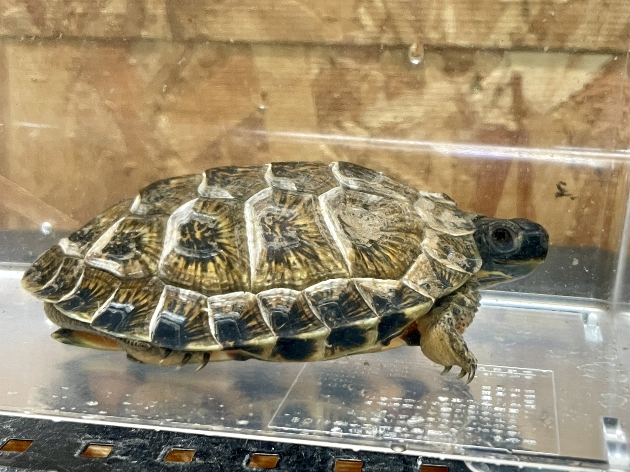 モリイシガメ(2)