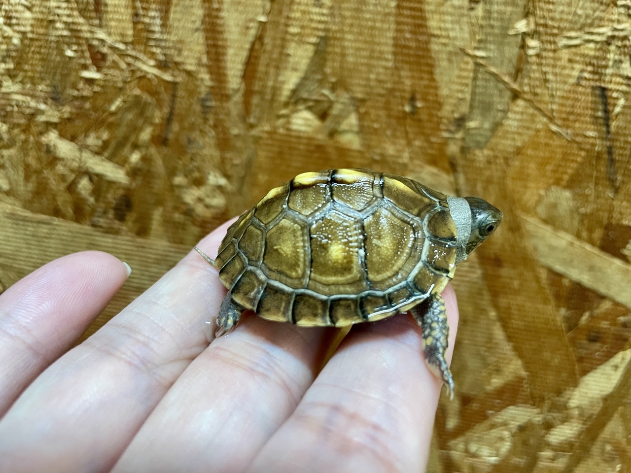 トウブハコガメ（No.1）(2)