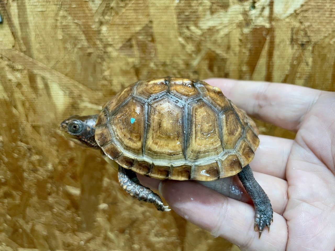 トウブハコガメ（No.C）(2)