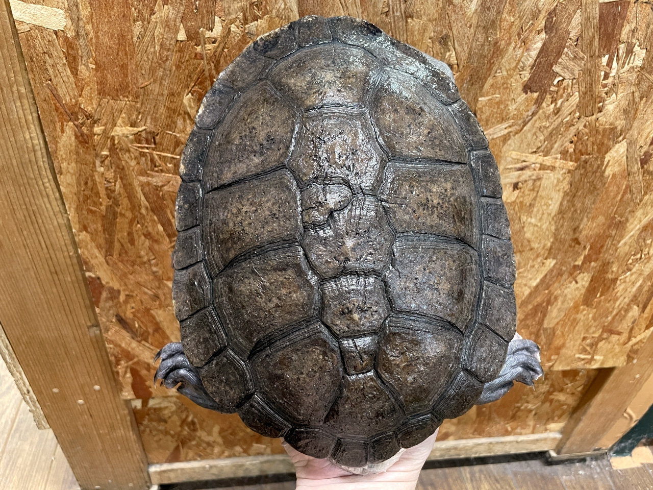 エキスパンサーナガクビガメ(4)