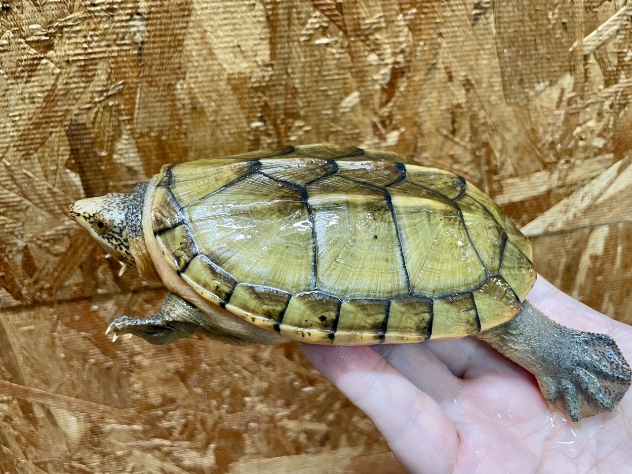 サルヴィンオオニオイガメ(2)