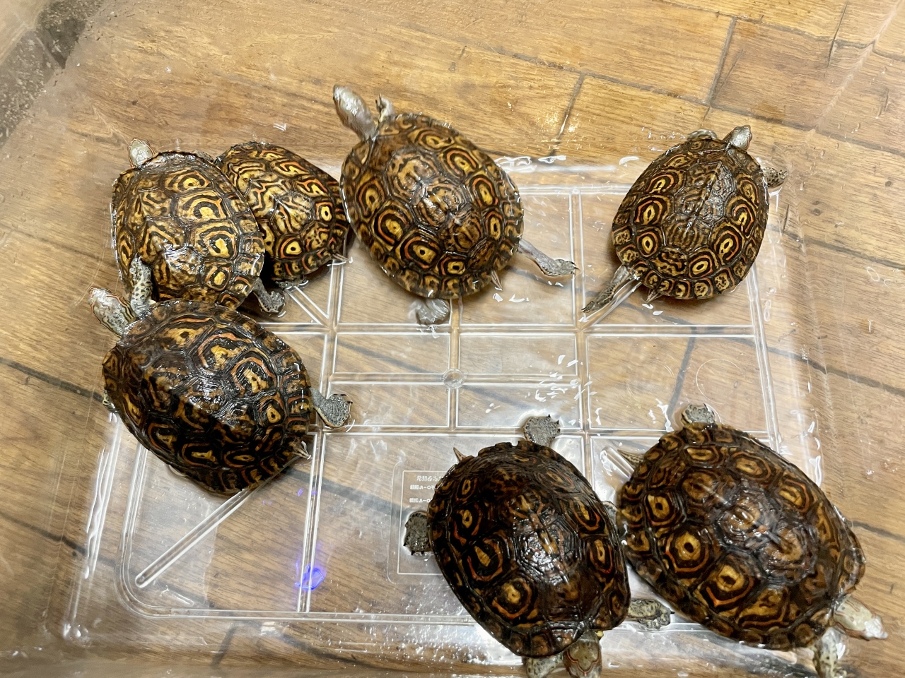 コスタリカアカスジヤマガメ(1)