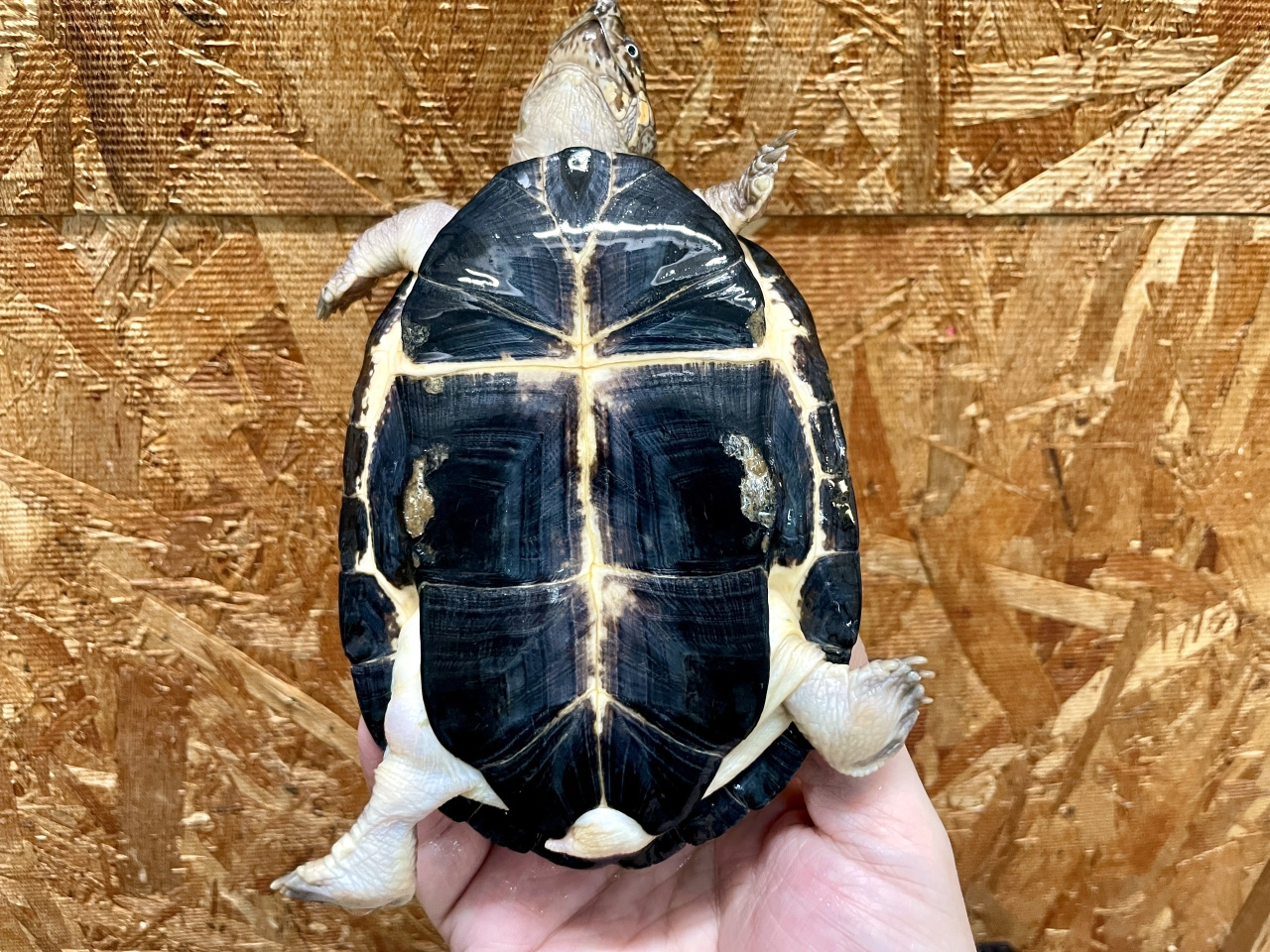 クロハコヨコクビガメ(4)