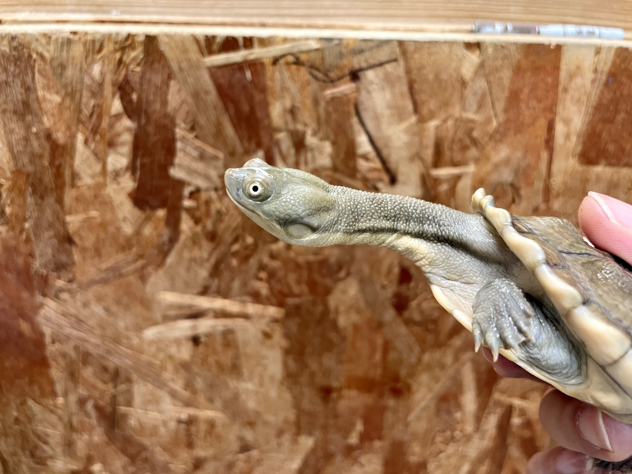 チモールナガクビガメ(3)