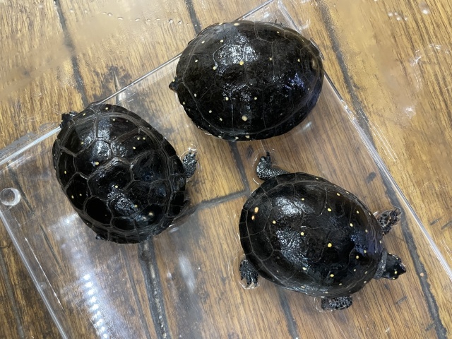 キボシイシガメ