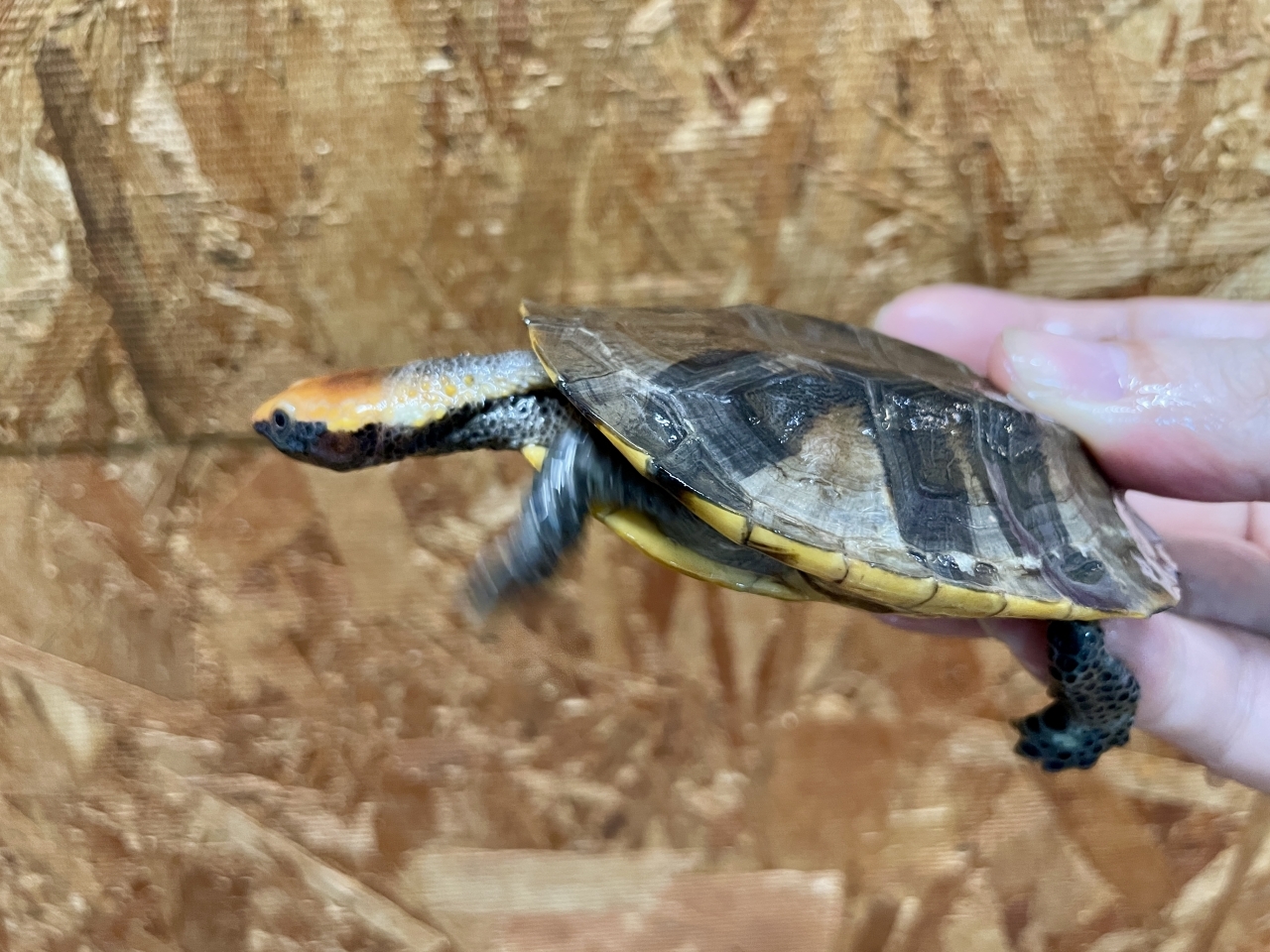 ズアカヒラタヘビクビガメ(1)