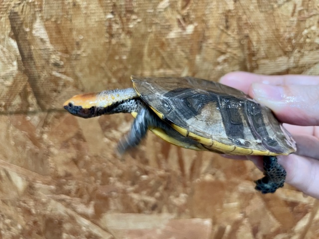 ズアカヒラタヘビクビガメ