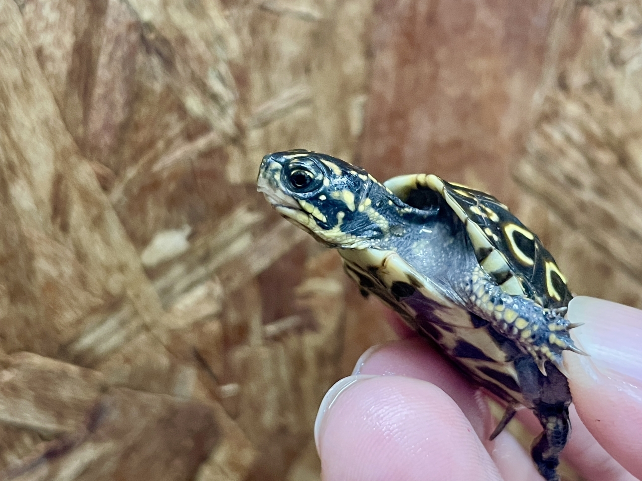 フロリダハコガメ(3)