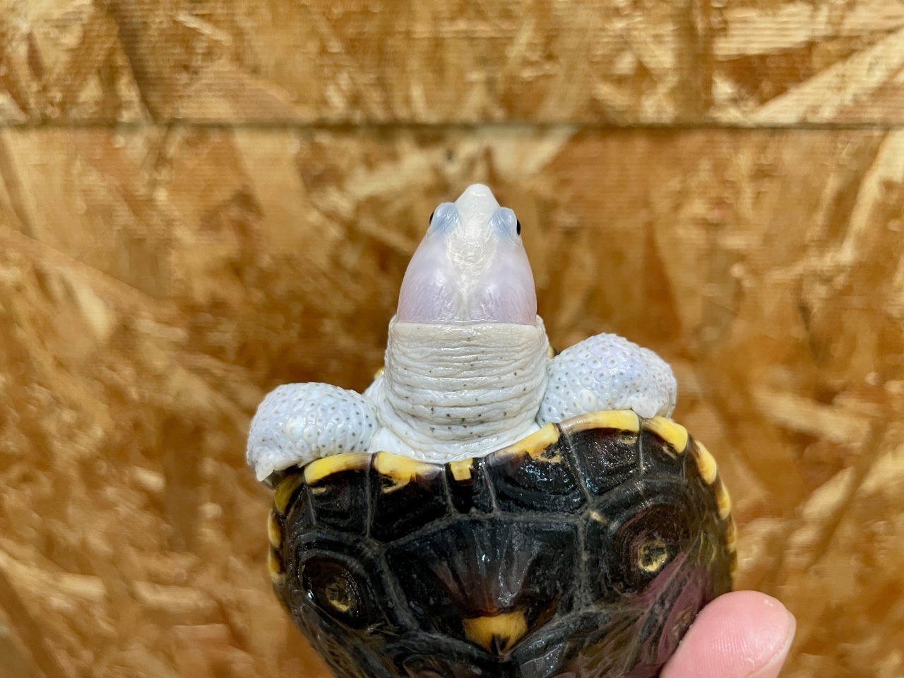 オルナータダイヤモンドバックテラピン（ピンクヘッド）(4)