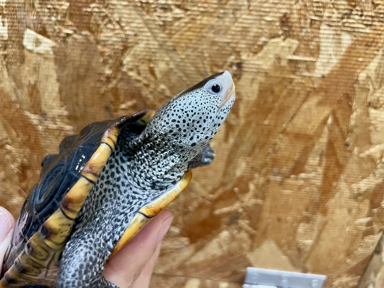 テキサスダイヤモンドバックテラピン(3)