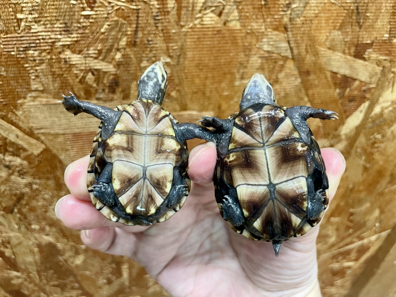 ミスジドロガメ(4)