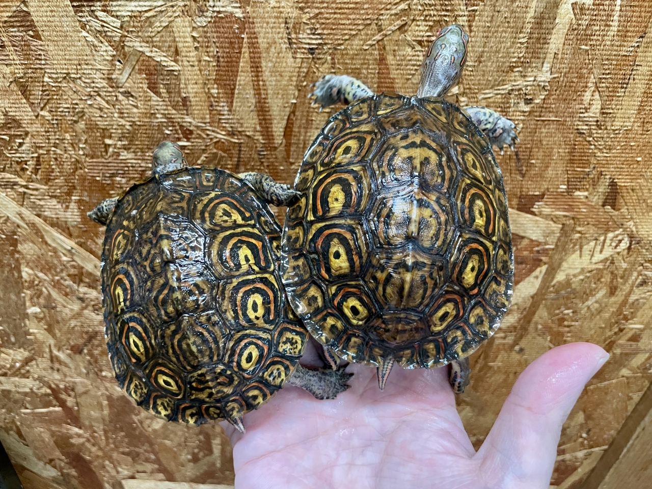 コスタリカアカスジヤマガメ(2)