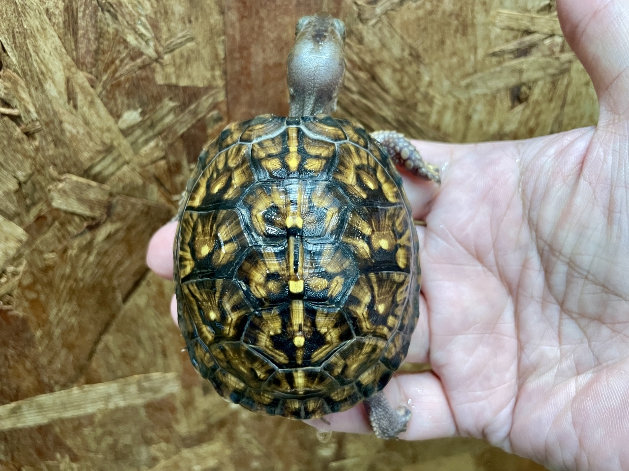 トウブハコガメ(3)