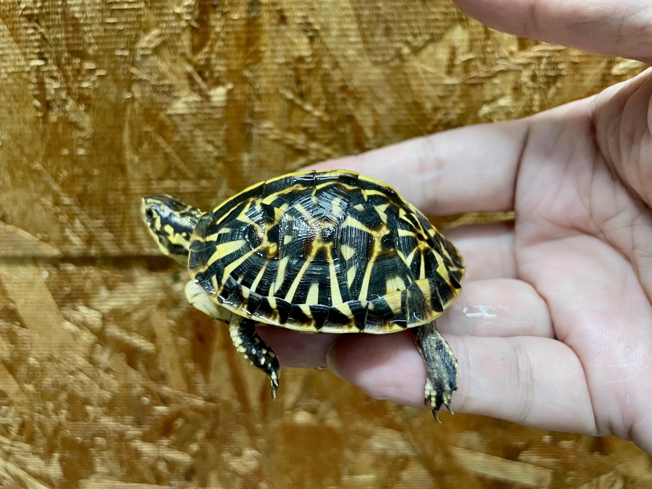 フロリダハコガメ（No.2）(1)