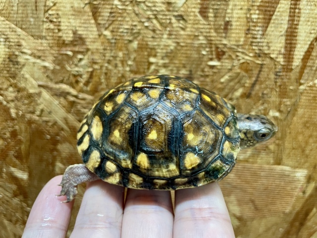 トウブハコガメ（No.2）