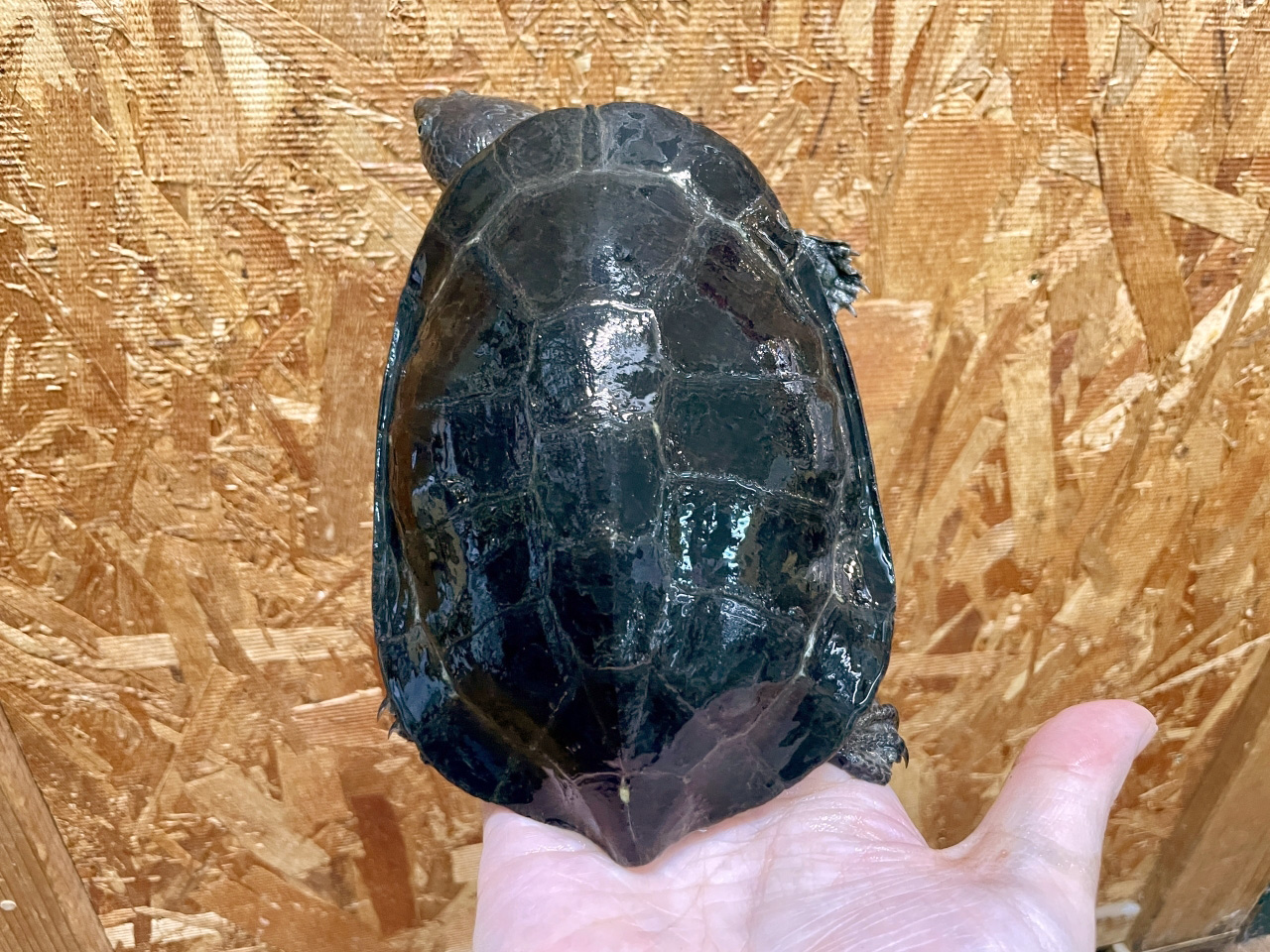 ギバタートル(6)