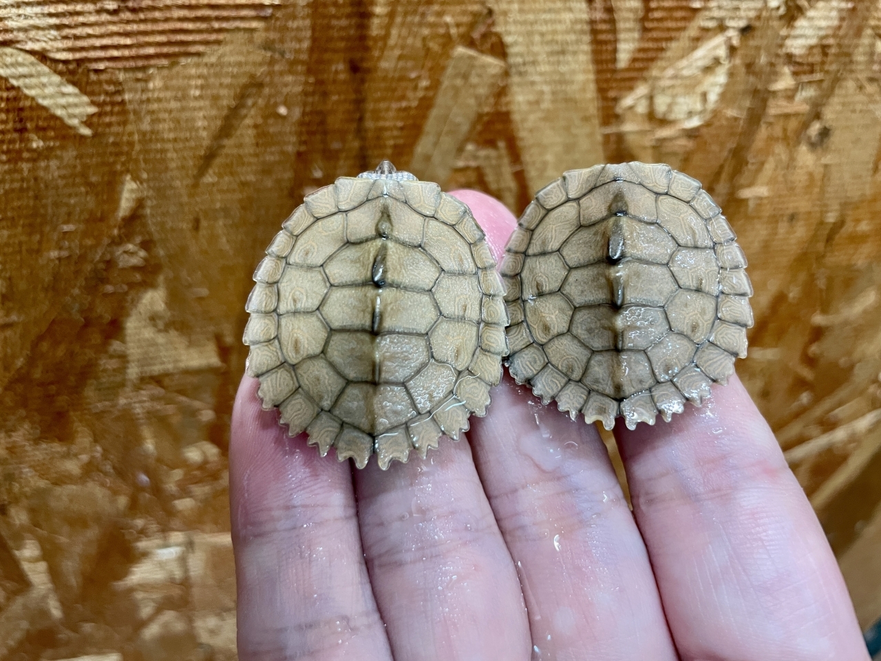 フトマユチズガメ(2)