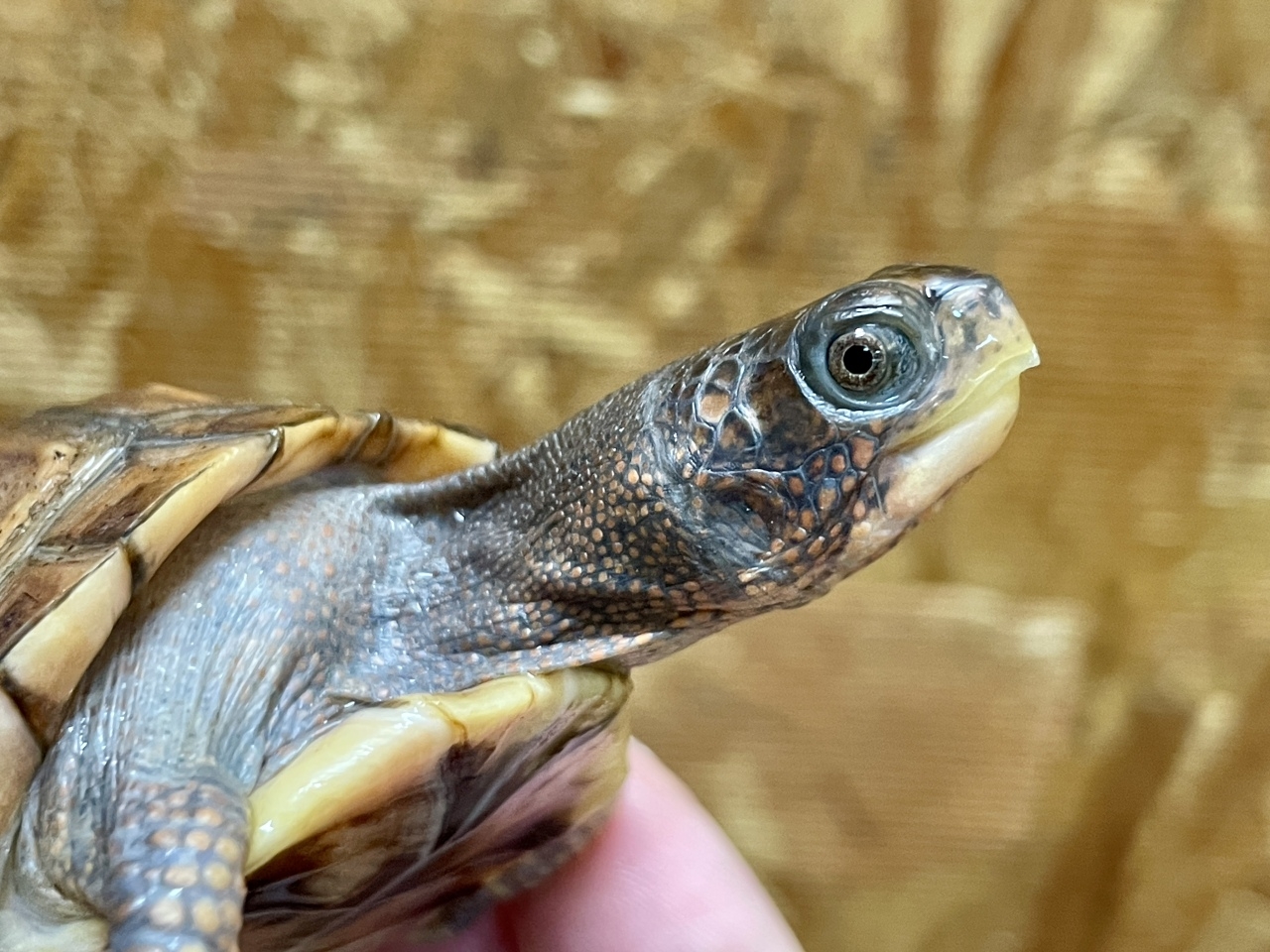 トウブハコガメ（No.C）(4)