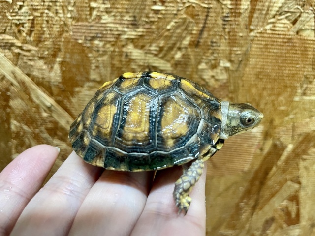 トウブハコガメ（No.1）