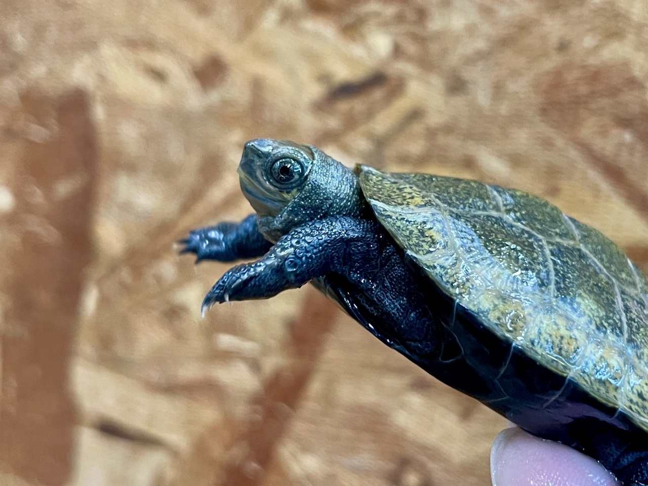 ニホンイシガメ(3)