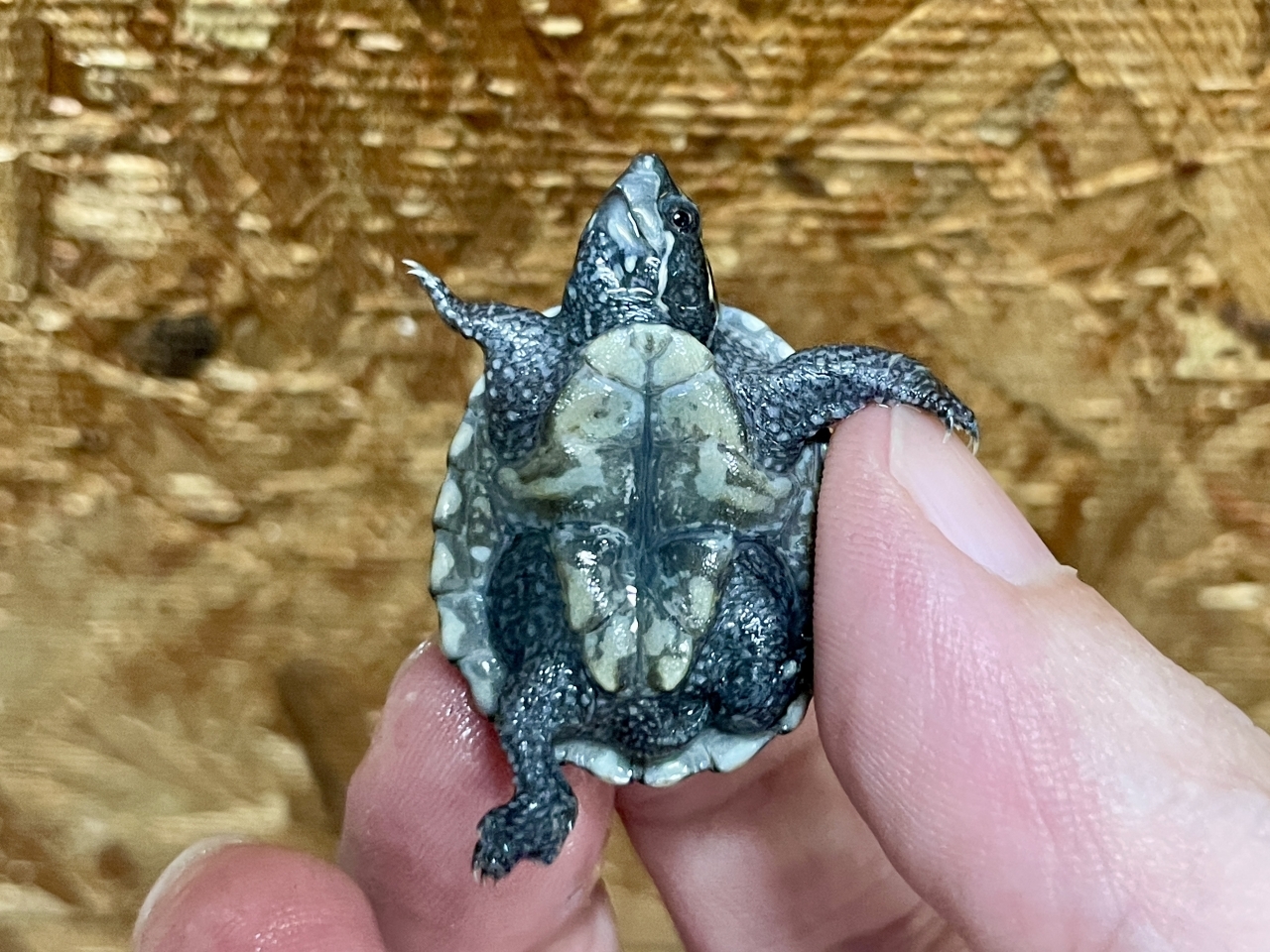 ミシシッピニオイガメ(4)