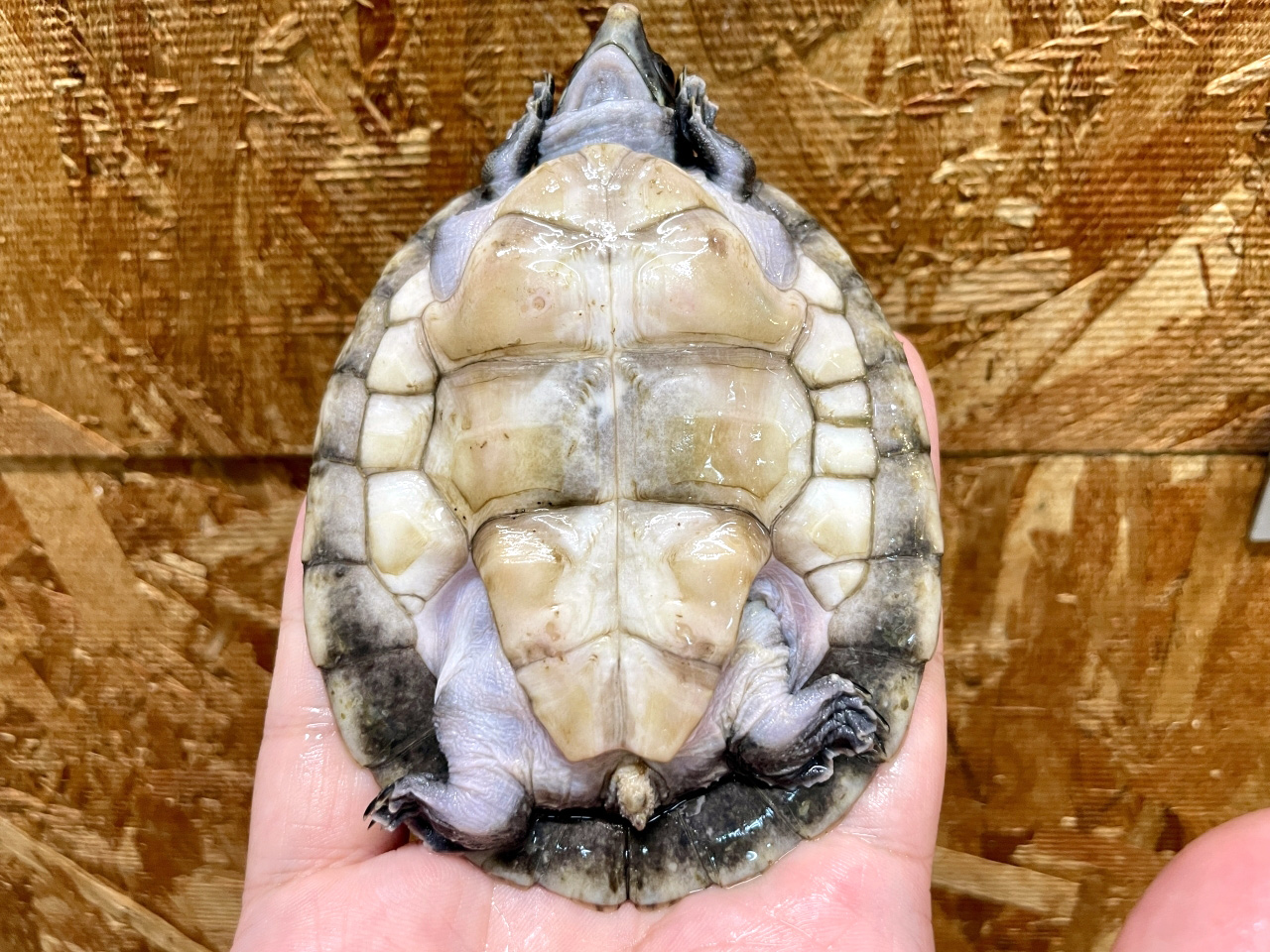 メキシコカワガメ(5)