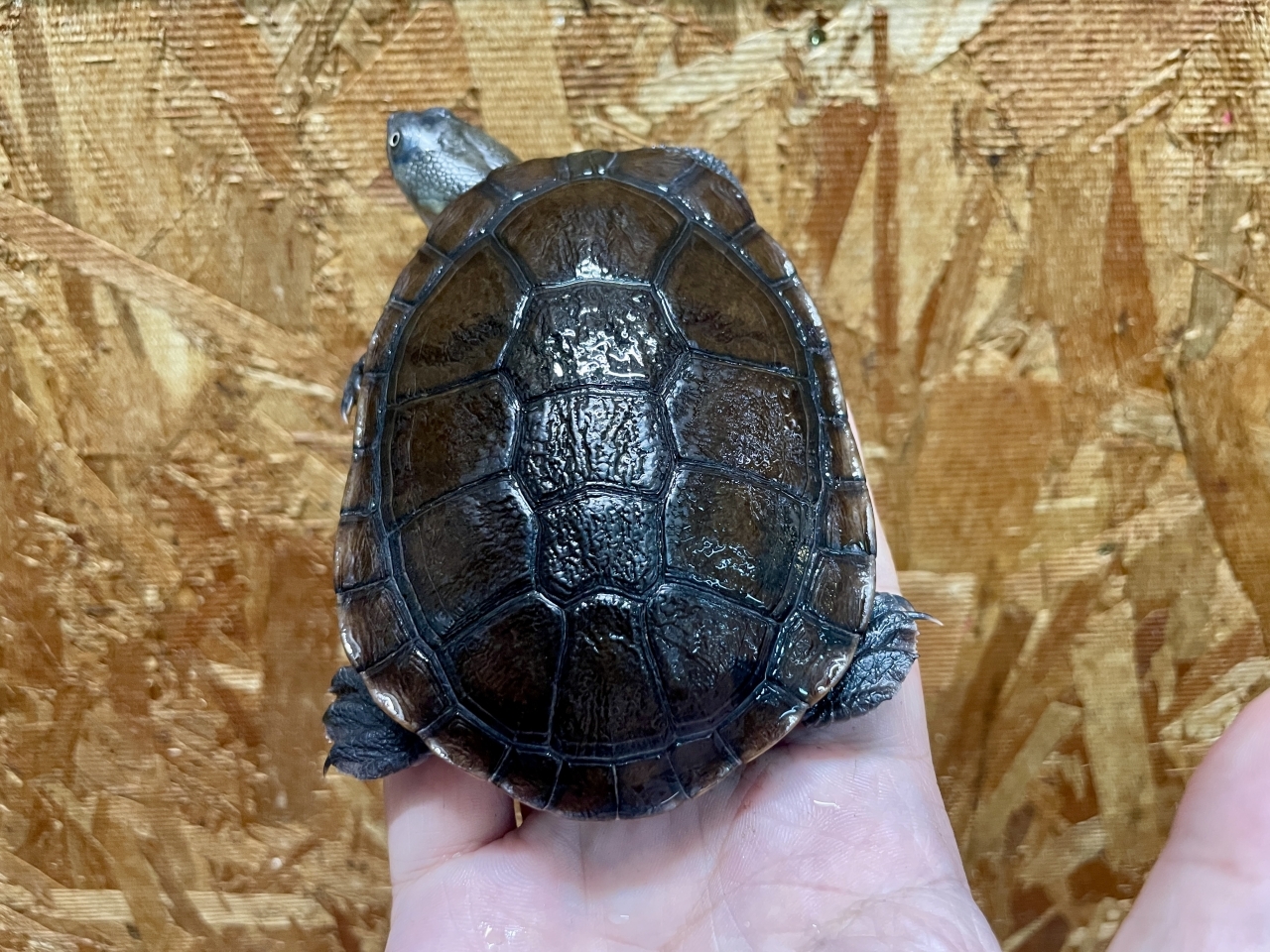 マッコードナガクビガメ（完品）(2)