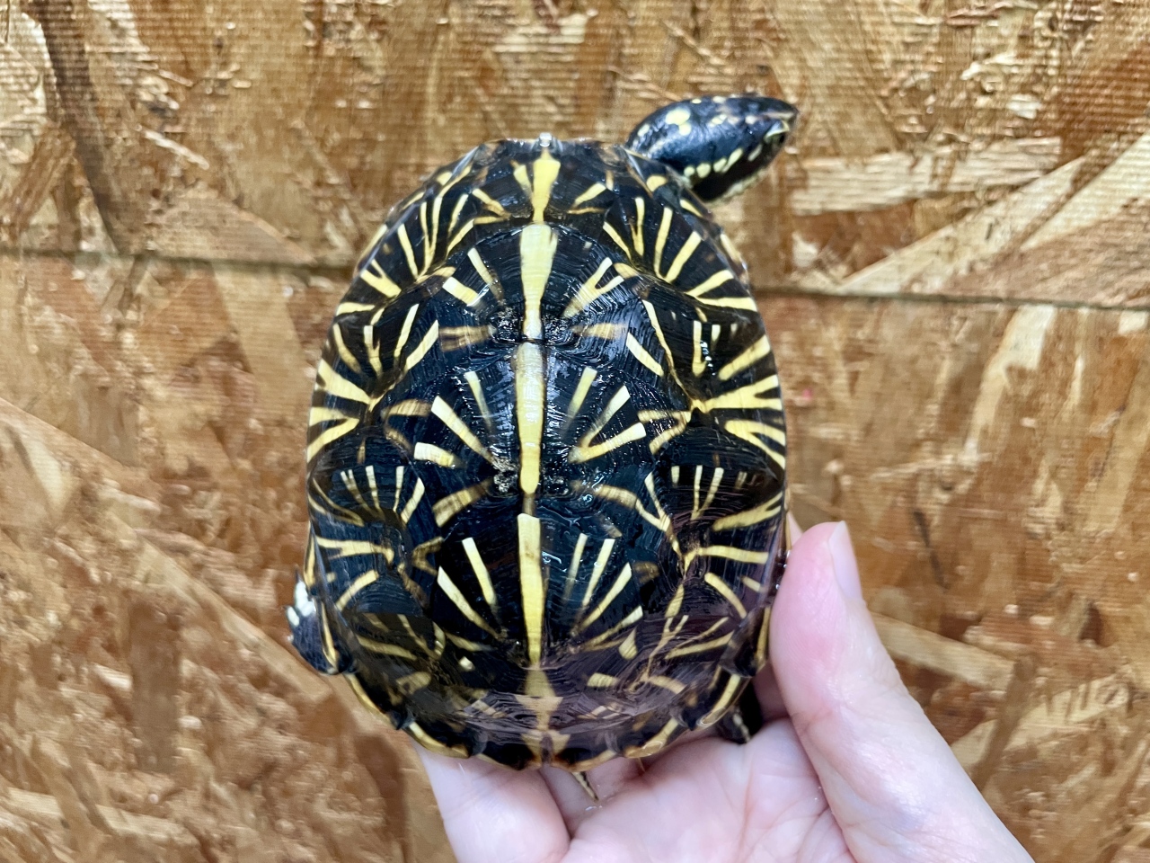 フロリダハコガメ(1)