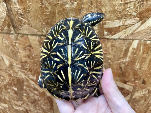 フロリダハコガメ