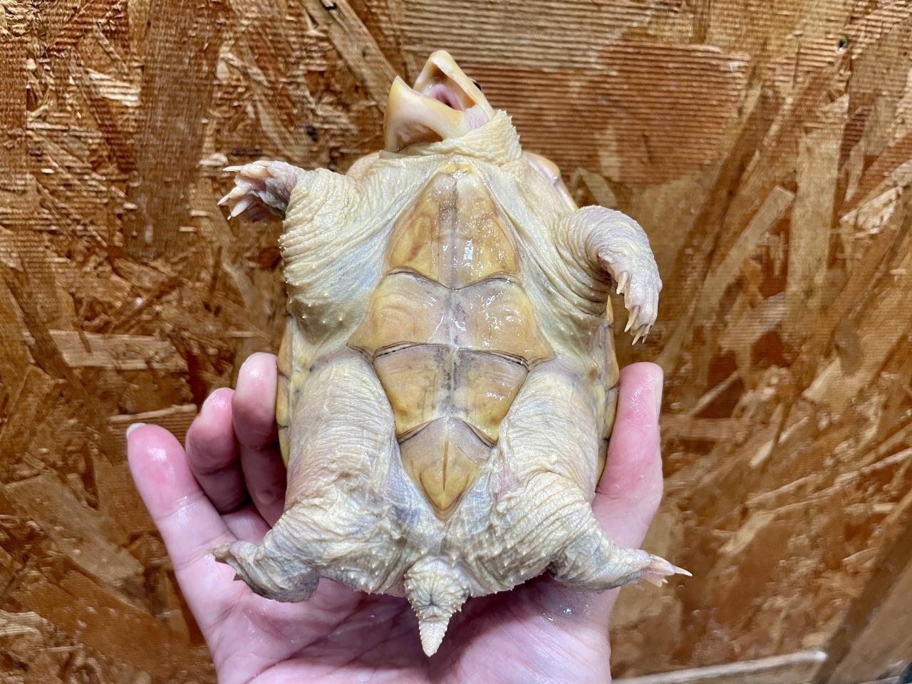 ハラガケガメ（スーパーハイポ）(7)