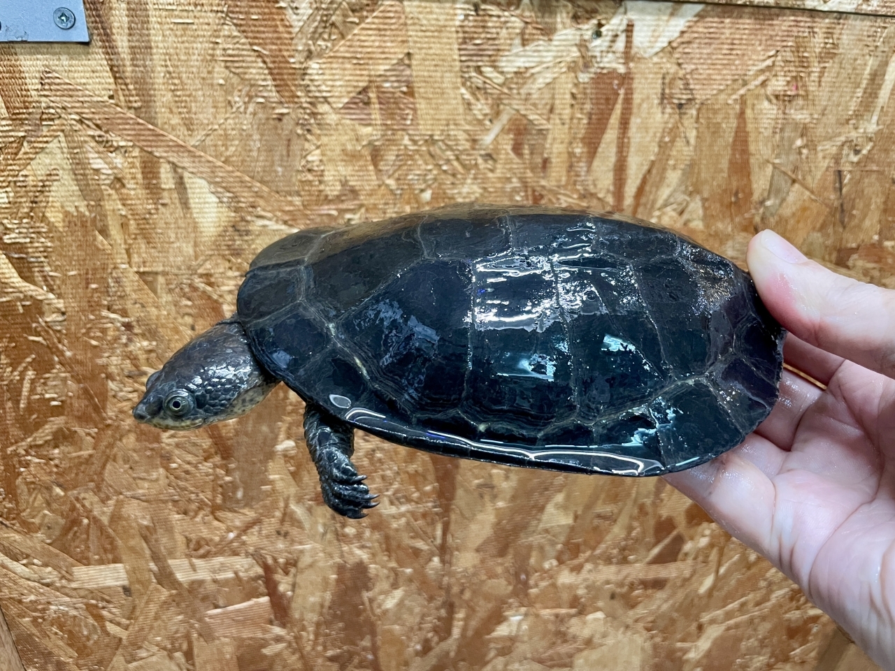 ギバタートル(5)