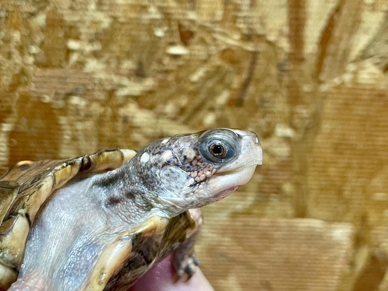 トウブハコガメ（No.B）(4)