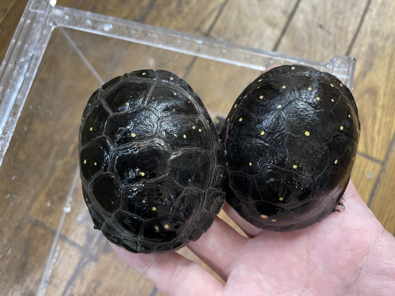 キボシイシガメ(2)