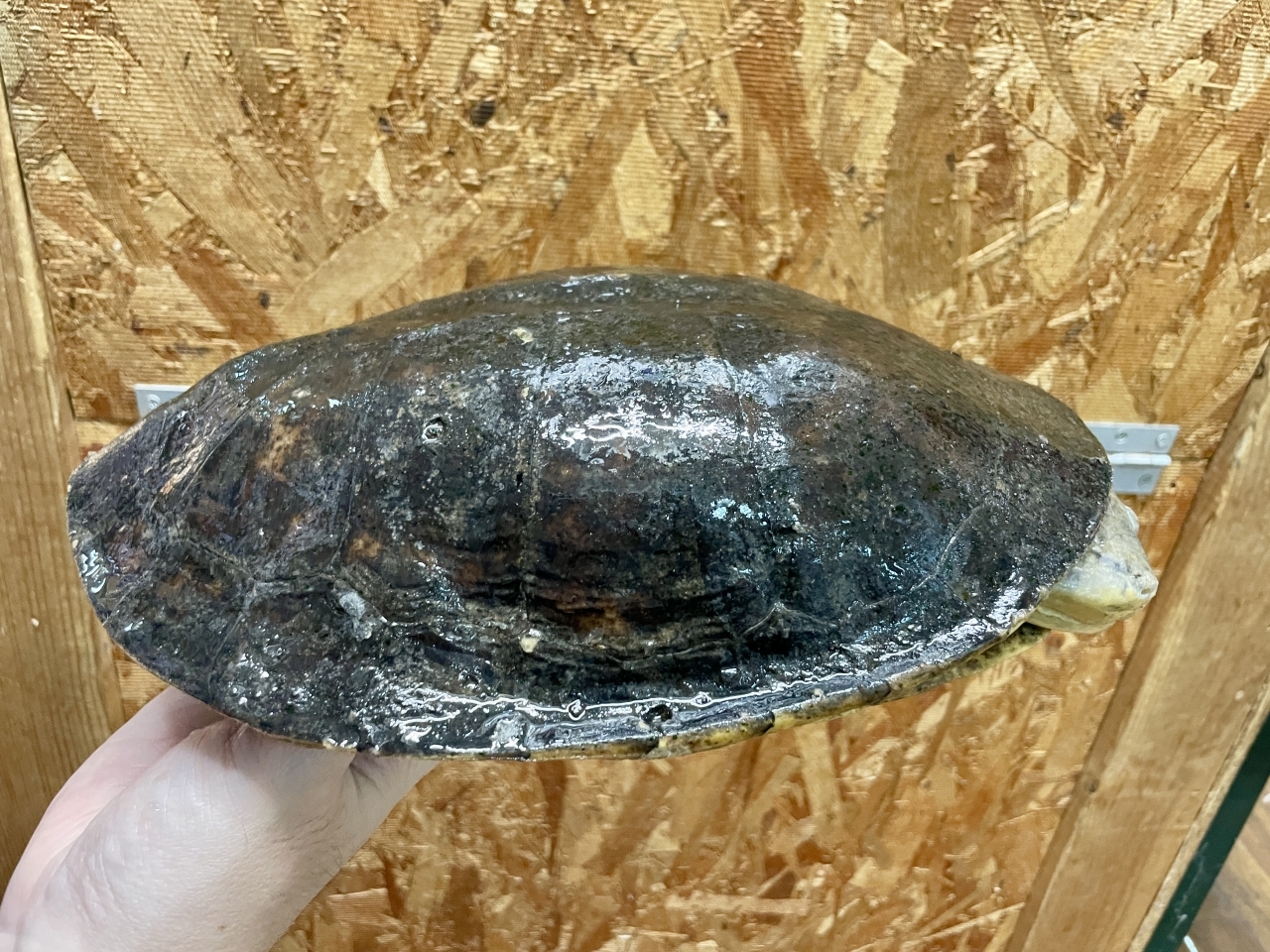 ウェルムスカエルガメ(3)