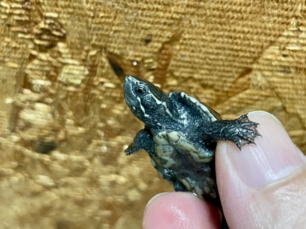 ミシシッピニオイガメ(3)