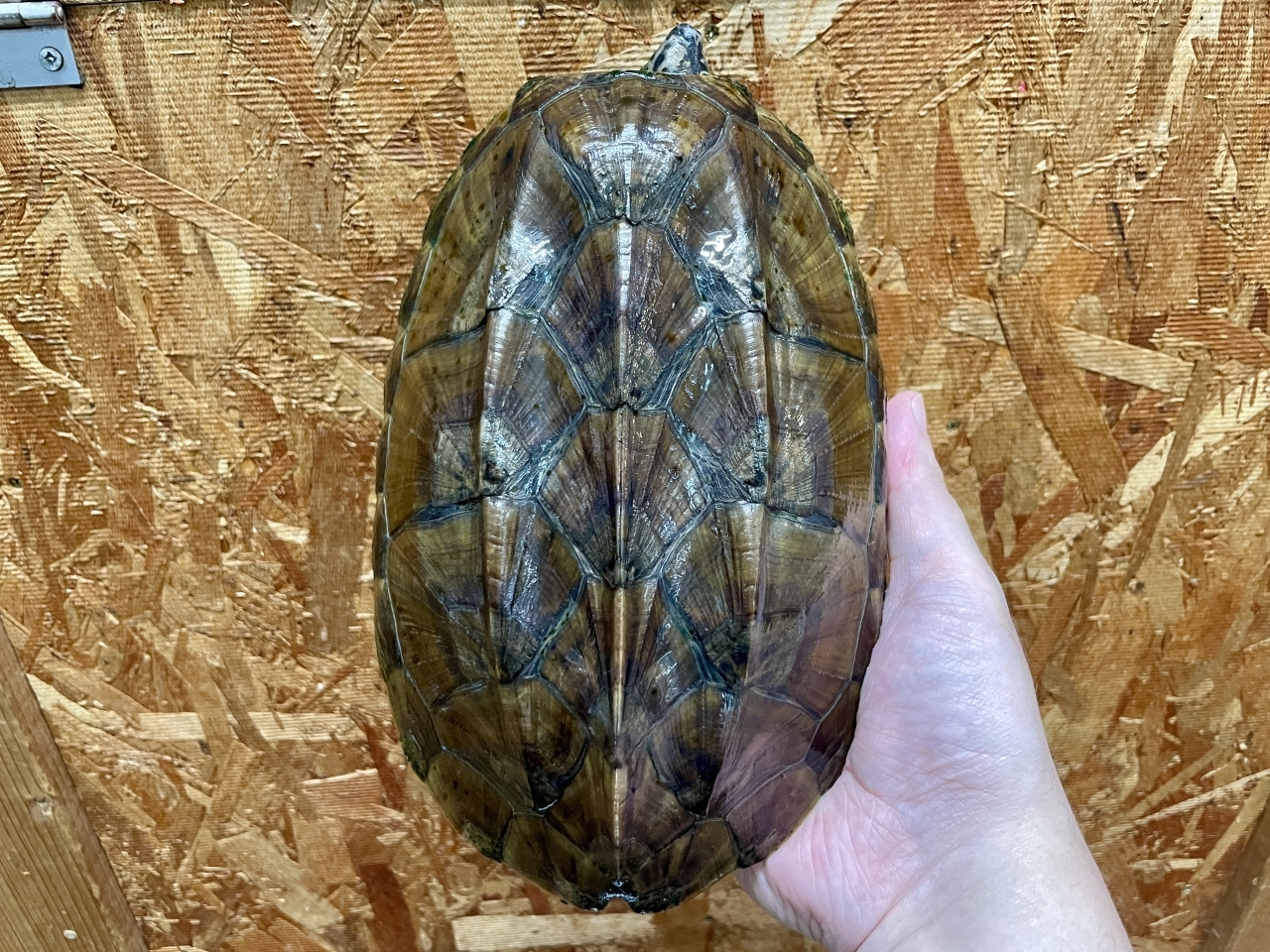 ジャイアントマスクタートル(5)