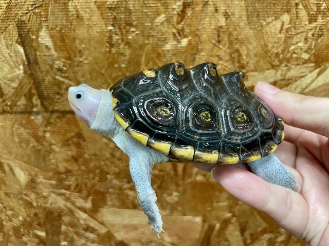 オルナータダイヤモンドバックテラピン（ピンクヘッド）