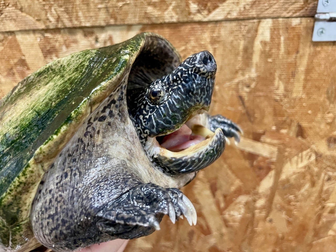 ジャイアントマスクタートル(4)