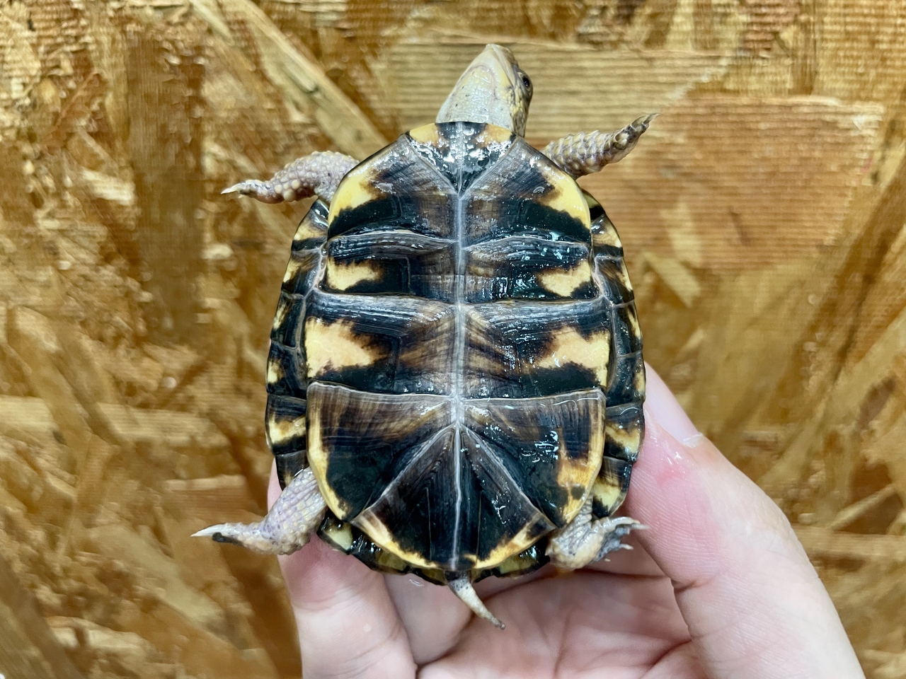 トウブハコガメ（No.2）(5)